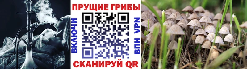 Галлюциногенные грибы Cubensis  mega как войти  Тулун 