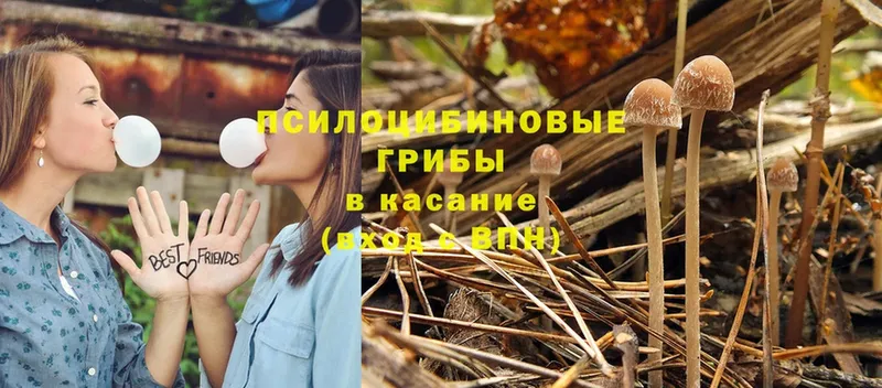 Галлюциногенные грибы Magic Shrooms  что такое   Тулун 